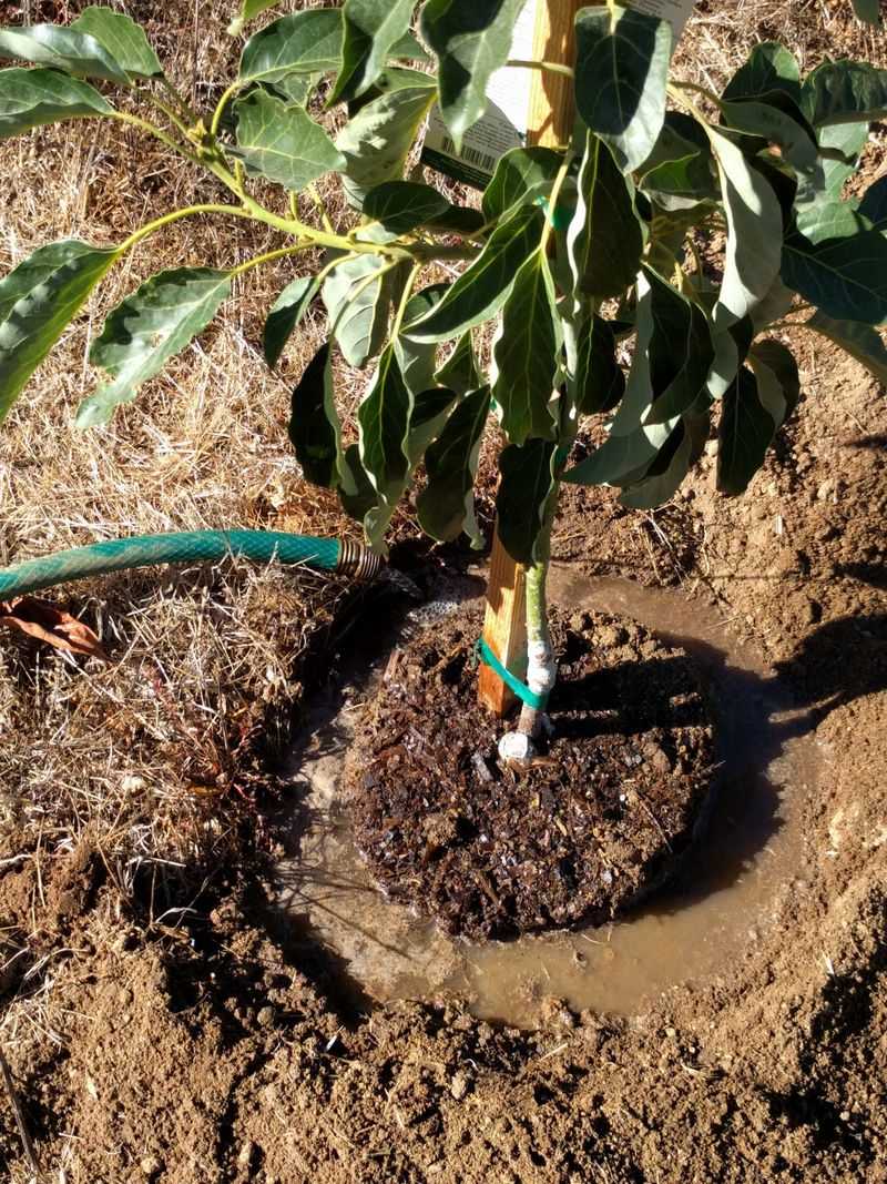 Avocado Trees Struggle Fast When Roots Dry Out
