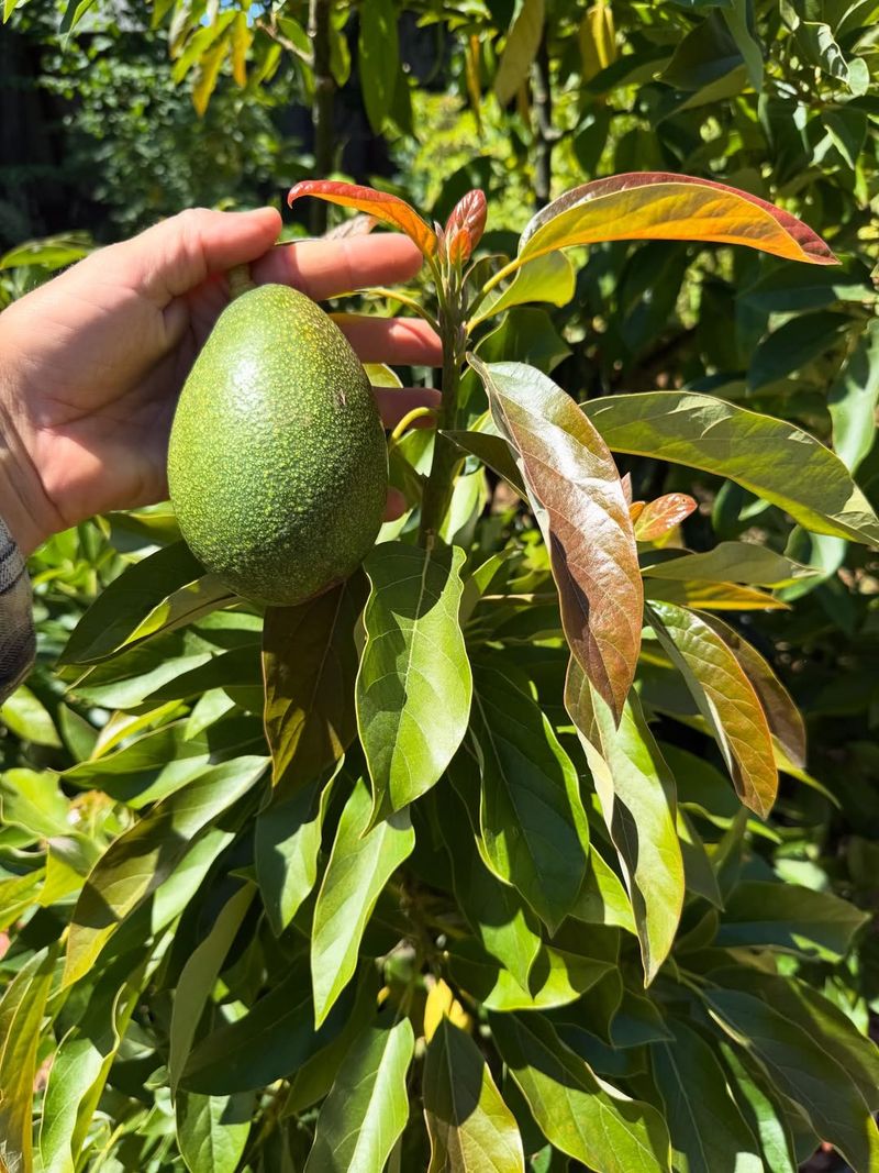 Avocados Hate Harsh Pruning During Heat
