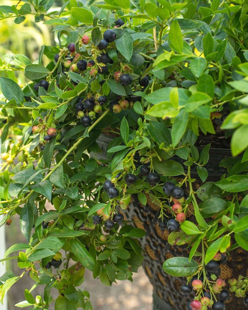 Avoid Adding Too Much Nitrogen Late In The Season Avoid Adding Too Much Nitrogen Late In The Season