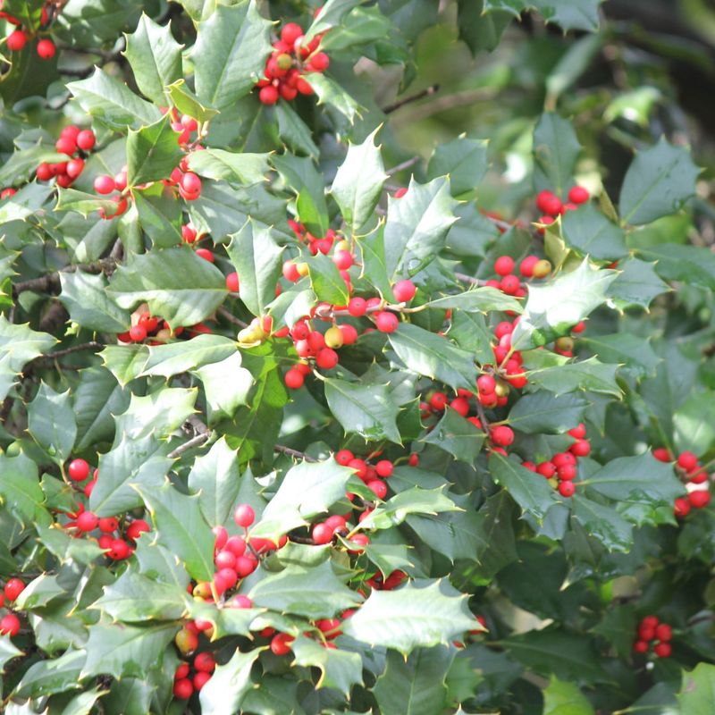 Avoid American Holly Near Exterior Walls