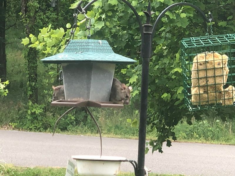 Avoid Bird Feeders That Attract Rodents