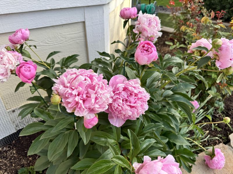 Avoid Cutting Back Healthy Foliage