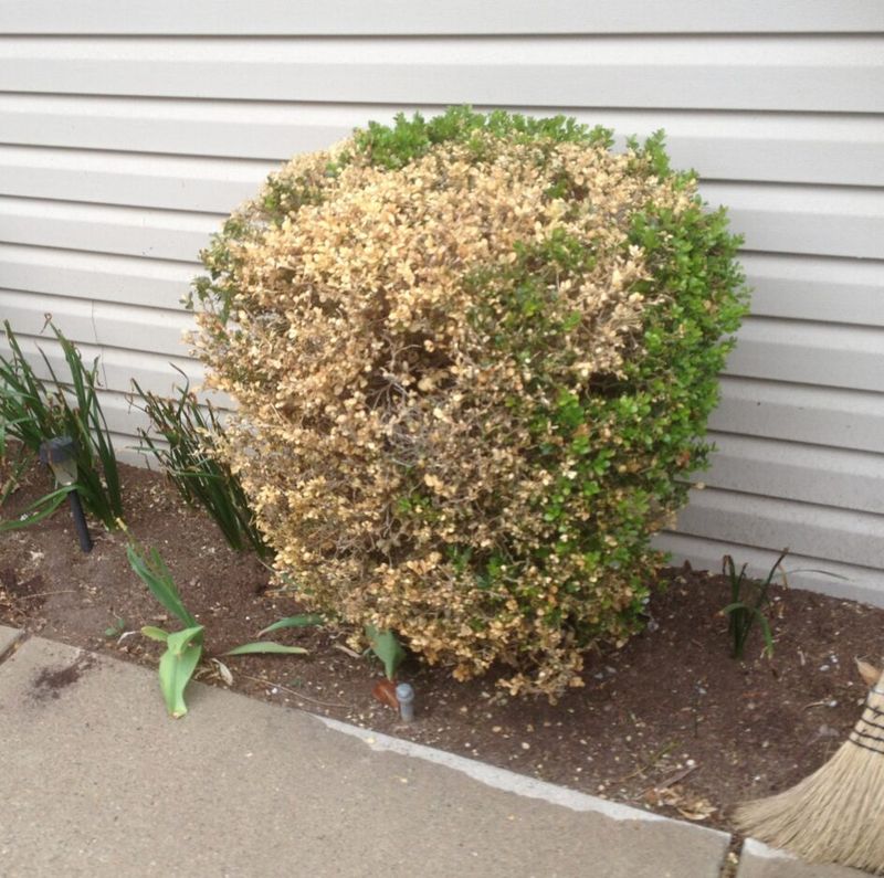 Avoid Cutting During Heat Stress