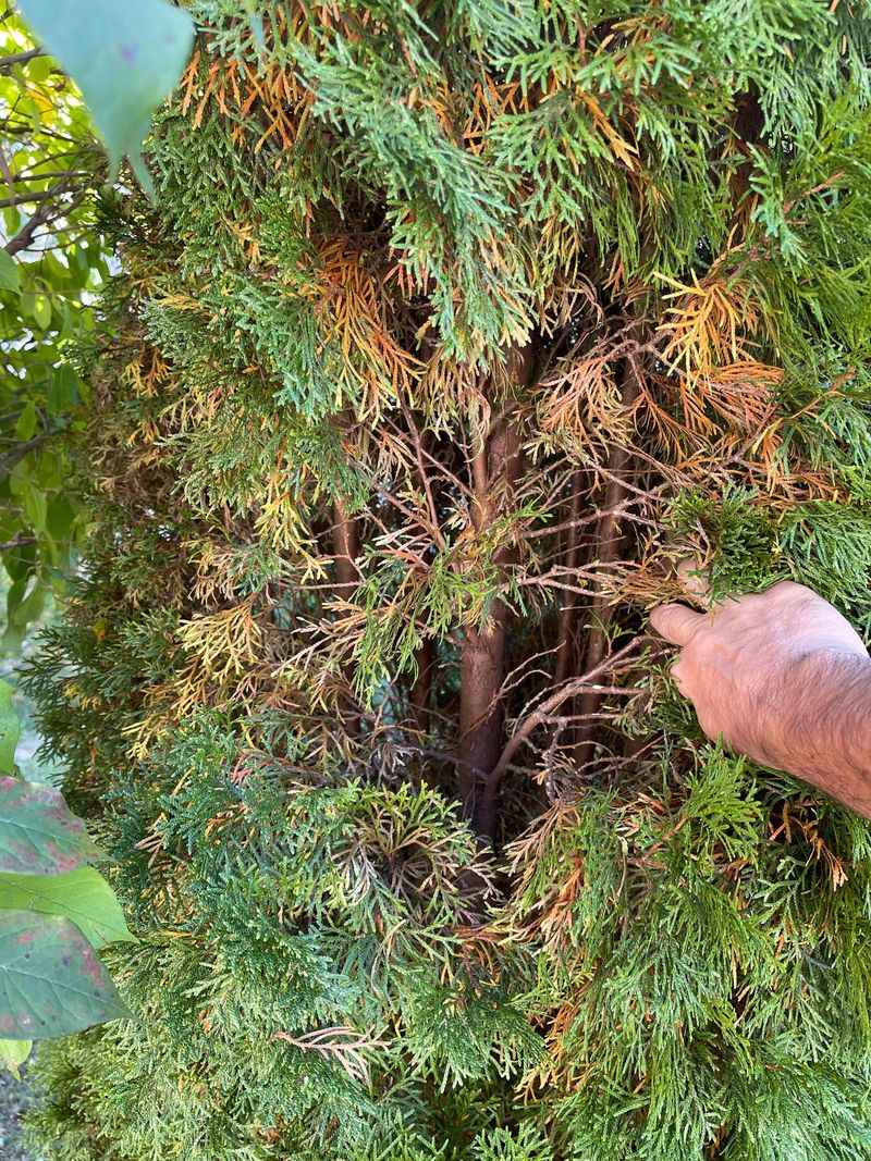 Avoid Cutting Into Bare Brown Wood