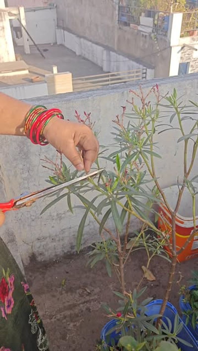 Avoid Cutting Into Older Woody Stems