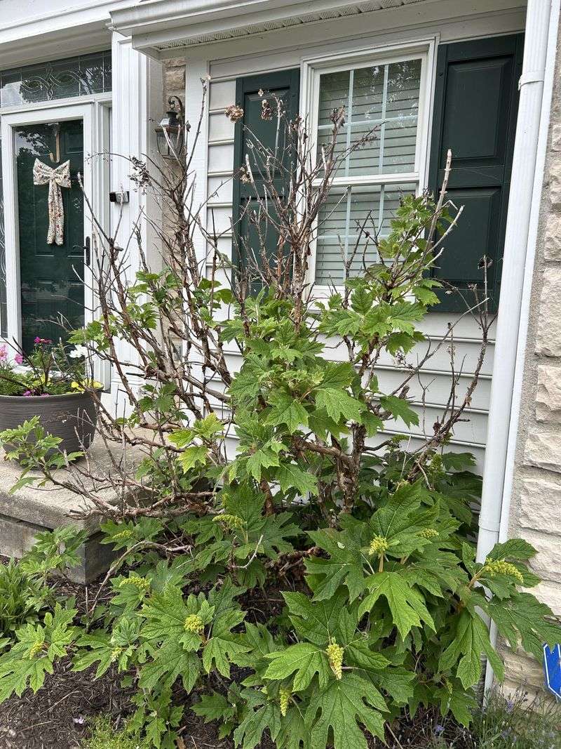Avoid Dark Corners That Leave Shrubs Leafy And Sparse Avoid Dark Corners That Leave Shrubs Leafy And Sparse