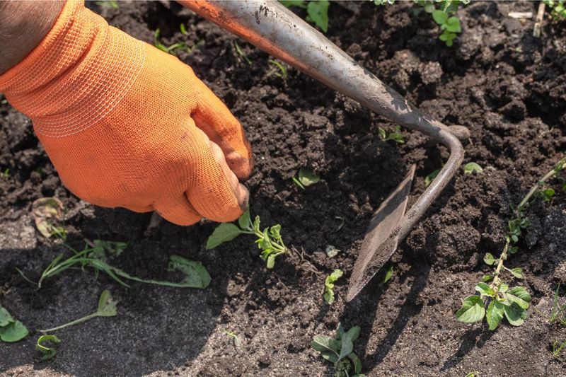 Avoid Deep Cultivation Around Roots