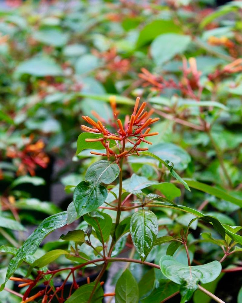 Avoid Dividing Firebush Because It Is A Shrub