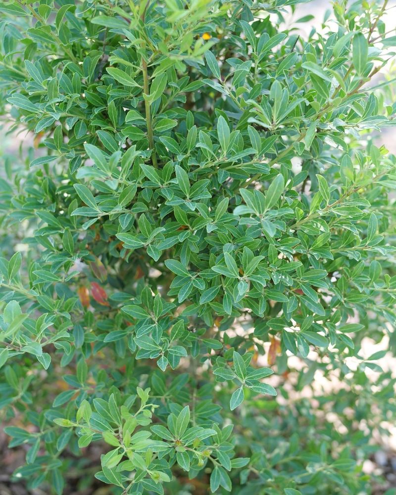 Avoid Dry Alkaline Spots That Stress The Shrub Avoid Dry Alkaline Spots That Stress The Shrub