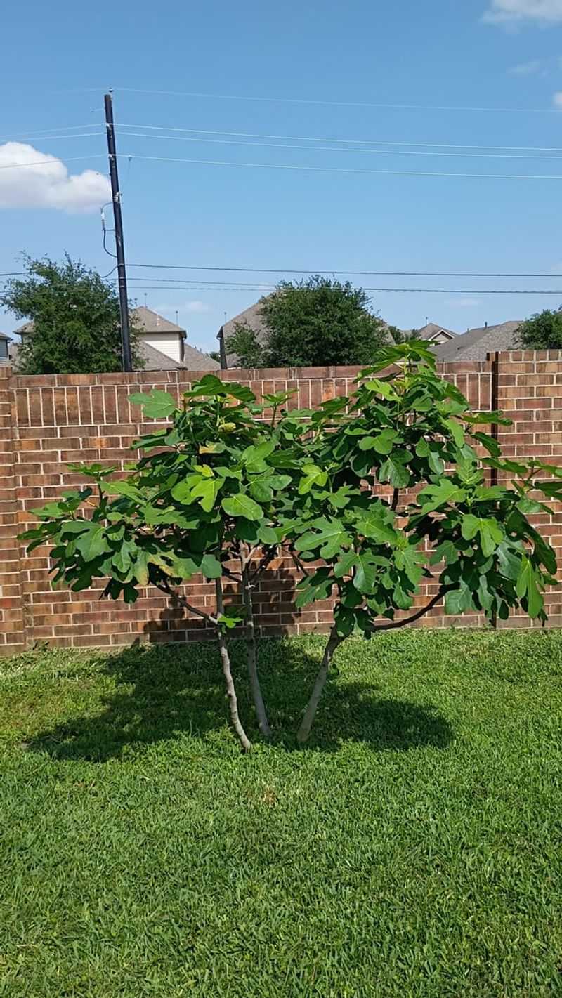 Avoid Evening Sprinklers Around The Fig Tree