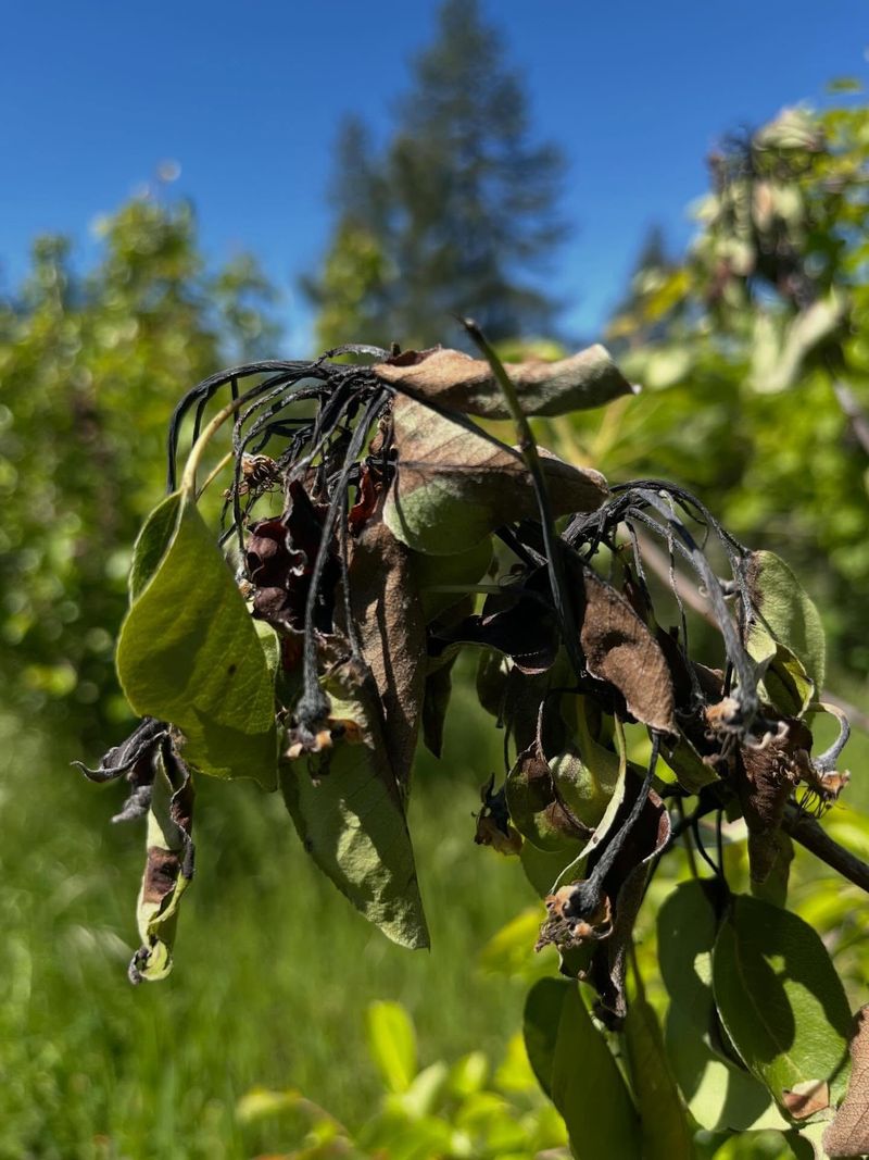 Avoid Excess Nitrogen Fertilization