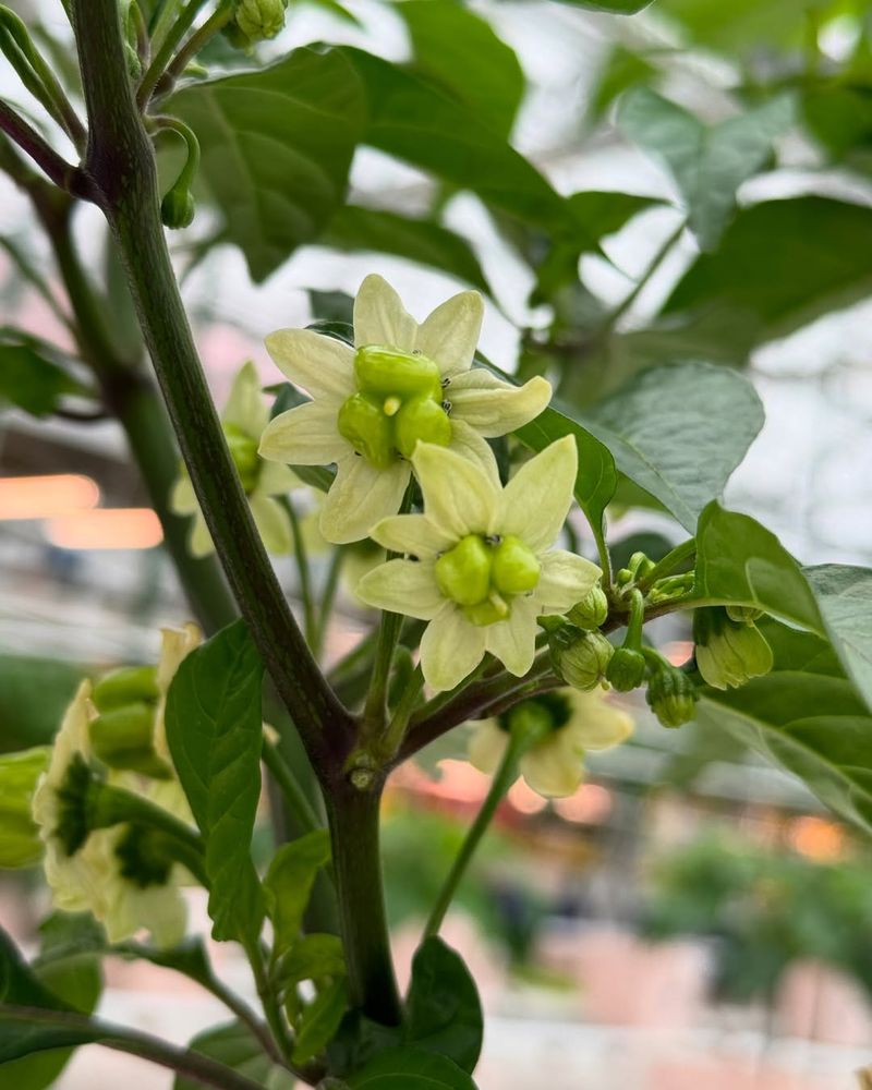 Avoid Excess Nitrogen Once Flowering Begins