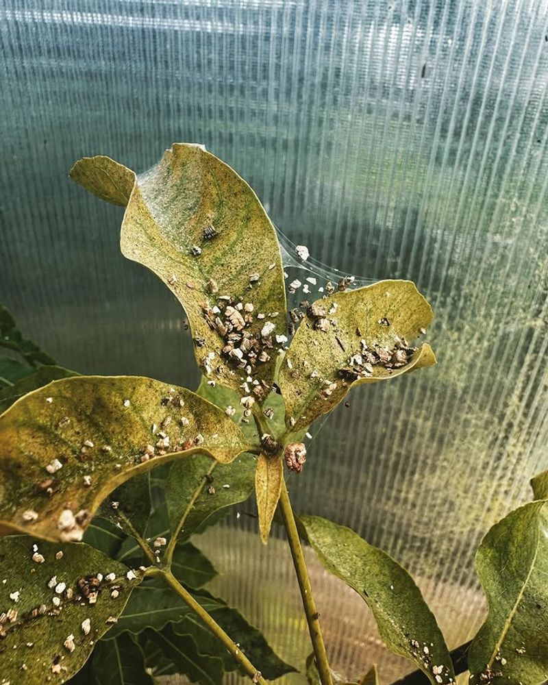 Avoid Excessive Fertilizer That Loves Spider Mites Avoid Excessive Fertilizer That Loves Spider Mites