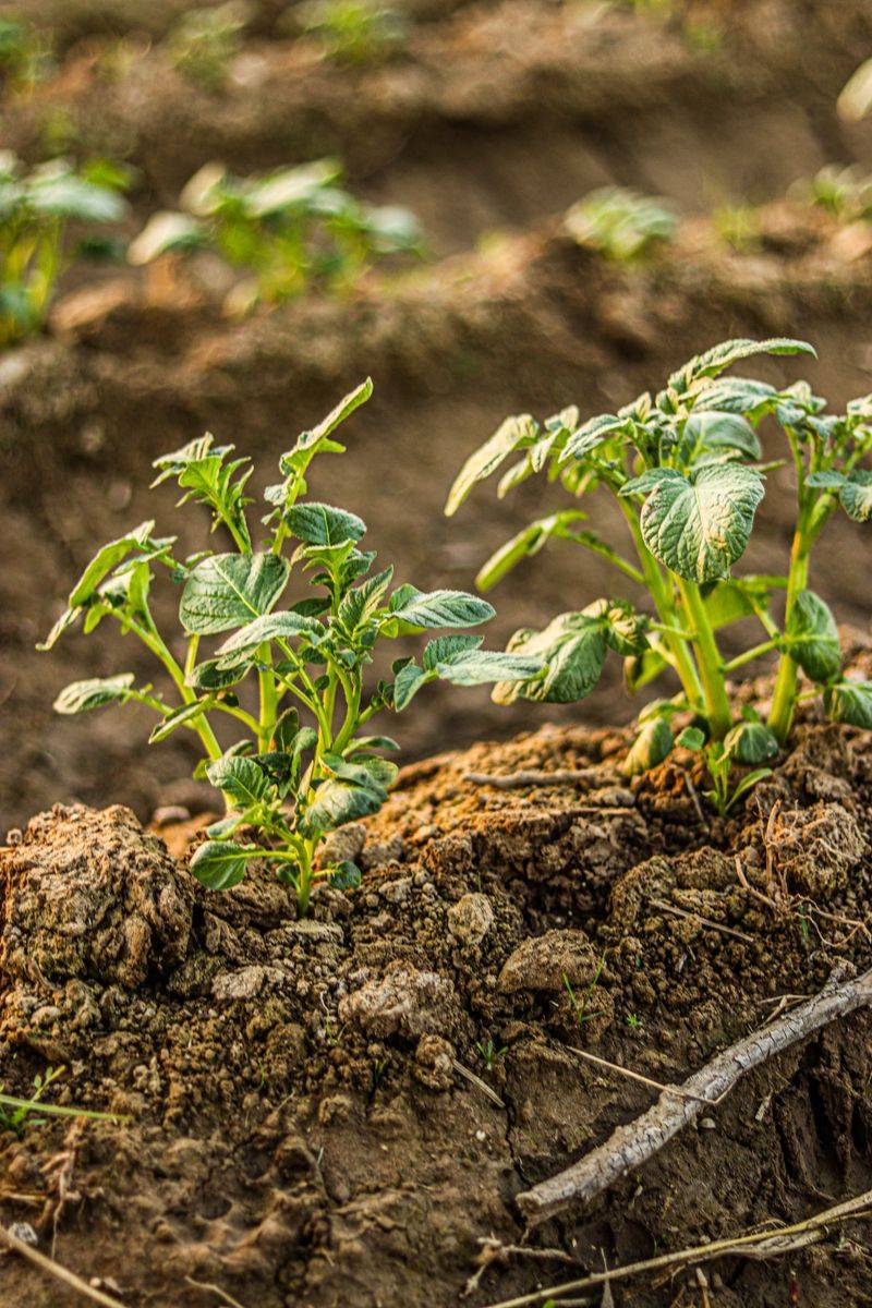 Avoid Fertilizing During Drought To Protect Root Health
