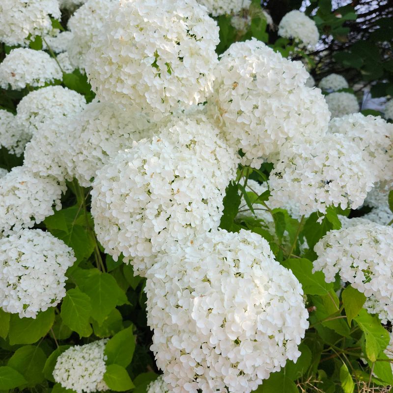 Avoid Hard Pruning In June