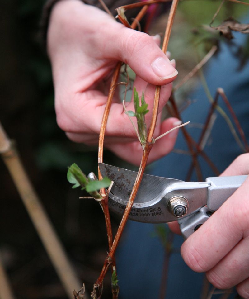 Avoid Hard Pruning The Wrong Type