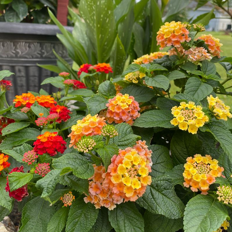 Avoid Heavy Fertilizer Before Peak Heat