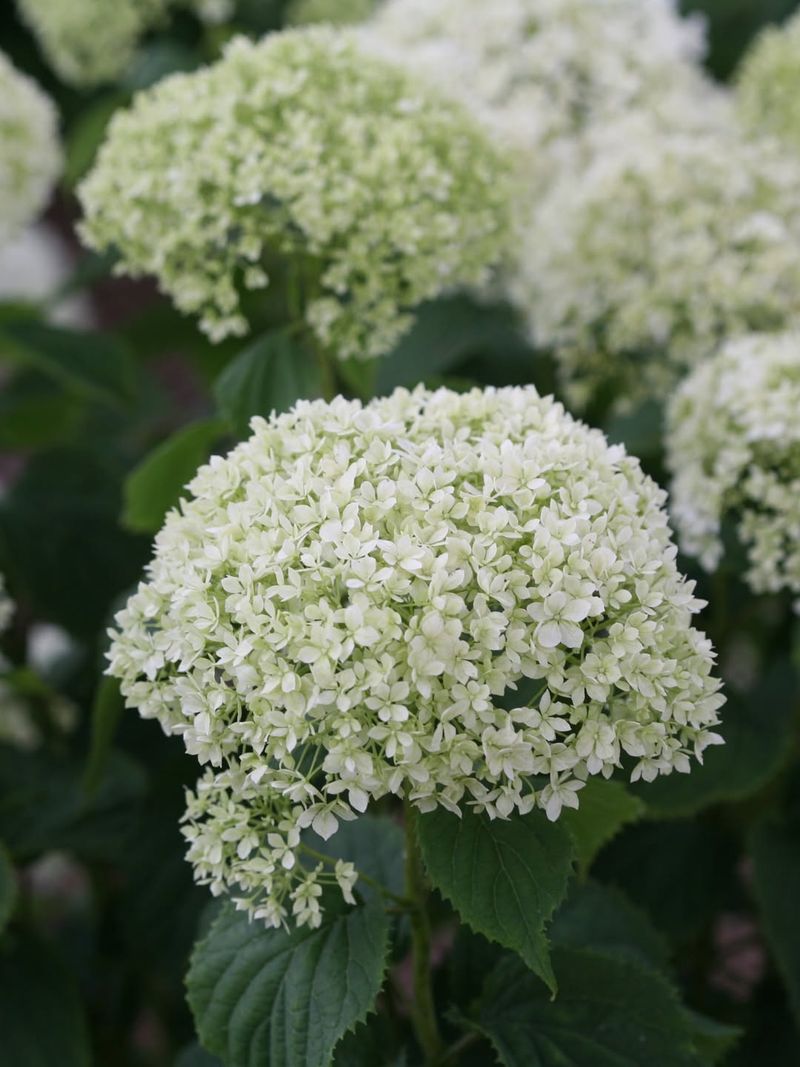 Avoid Heavy Fertilizer Before Peak Heat