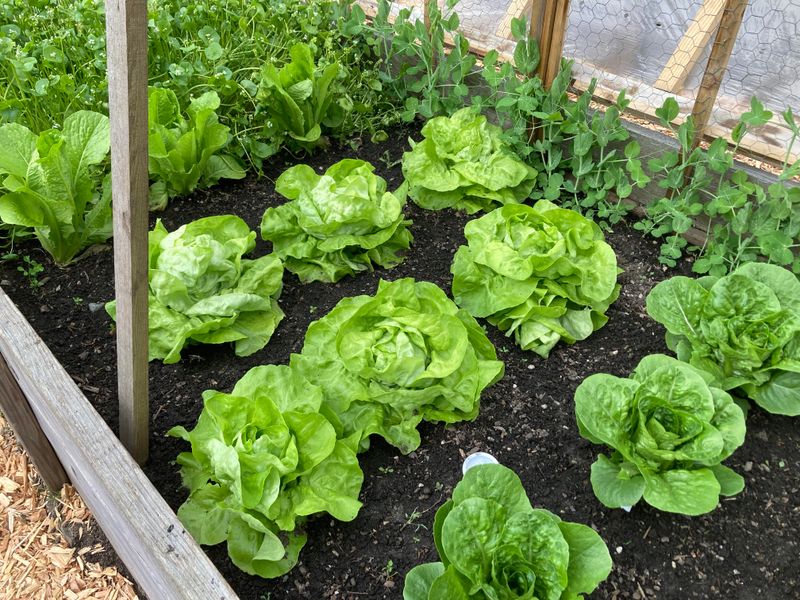 Avoid Heavy Fertilizing During Extreme Heat Avoid Heavy Fertilizing During Extreme Heat