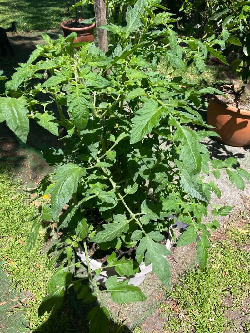 Avoid Heavy Nitrogen Fertilizer During The Heat