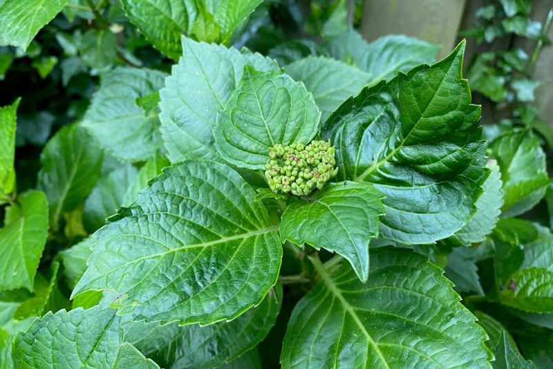 Avoid Heavy Nitrogen Once Buds Are Forming