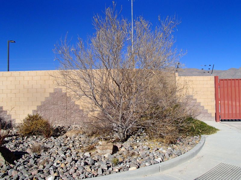 Avoid Heavy Pruning During Extreme Heat Avoid Heavy Pruning During Extreme Heat