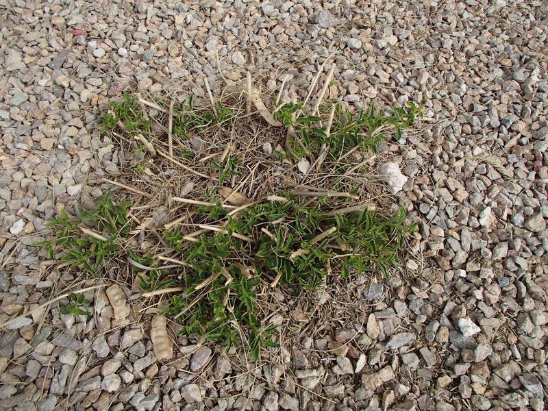 Avoid Heavy Pruning During Extreme Heat Avoid Heavy Pruning During Extreme Heat
