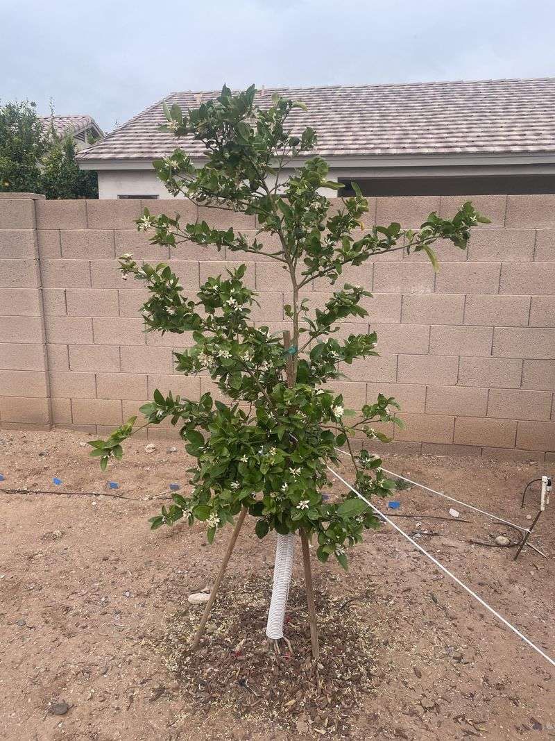 Avoid Heavy Pruning While Temperatures Stay High