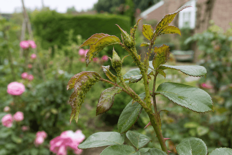 Avoid High-Nitrogen Feeding That Pushes Soft Growth