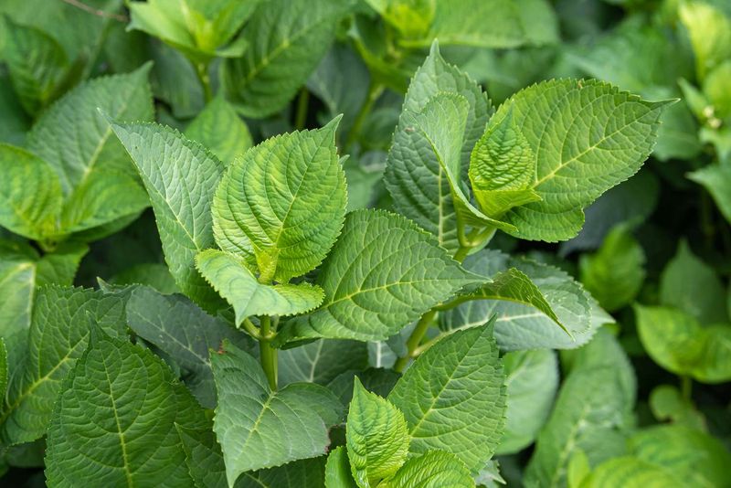 Avoid High-Nitrogen Fertilizer That Pushes Leaves Avoid High-Nitrogen Fertilizer That Pushes Leaves