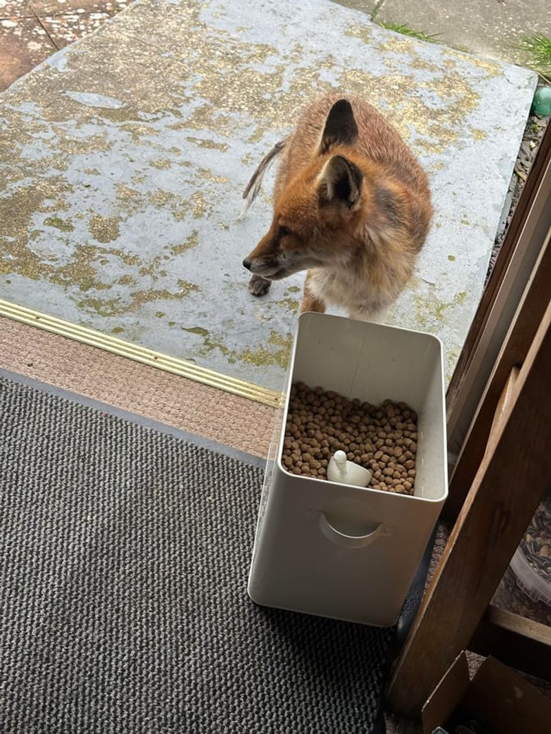 Avoid Leaving Pet Food Outside Avoid Leaving Pet Food Outside