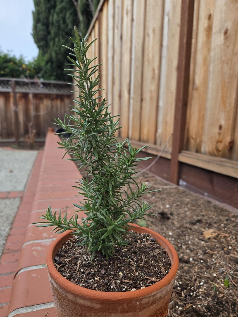 Avoid Letting Rosemary Sit In Wet Soil