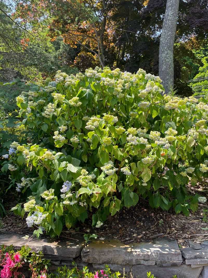 Avoid Major Pruning During A Heat Event Avoid Major Pruning During A Heat Event