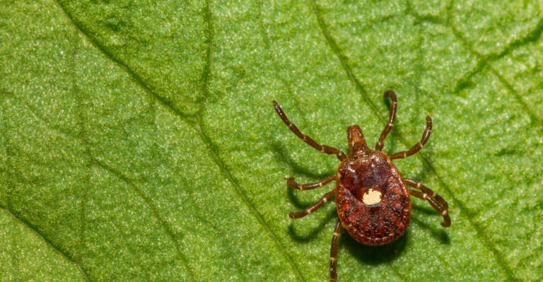 Avoid Making These Common Tick Mistakes In Your Vermont Yard