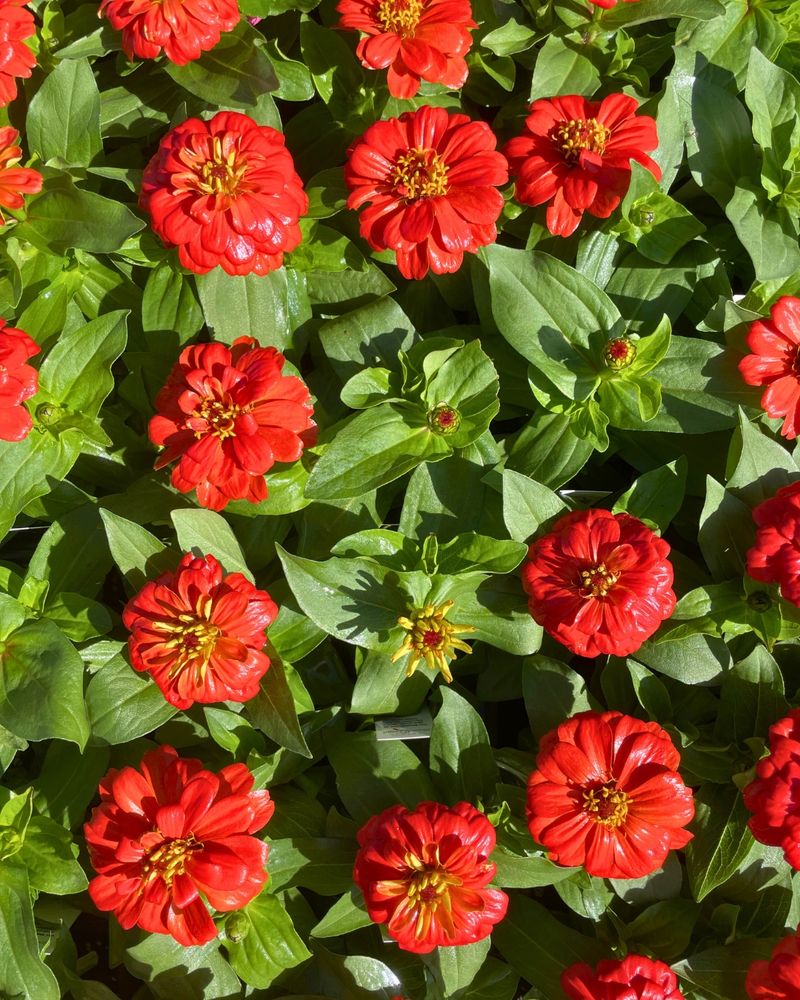 Avoid Overfeeding Plants That Already Bloom Strong Avoid Overfeeding Plants That Already Bloom Strong