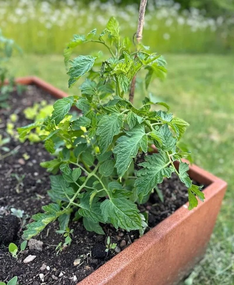 Avoid Overfeeding Plants With Nitrogen