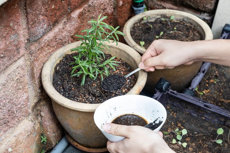 Avoid Overfeeding Rosemary In A Container Avoid Overfeeding Rosemary In A Container