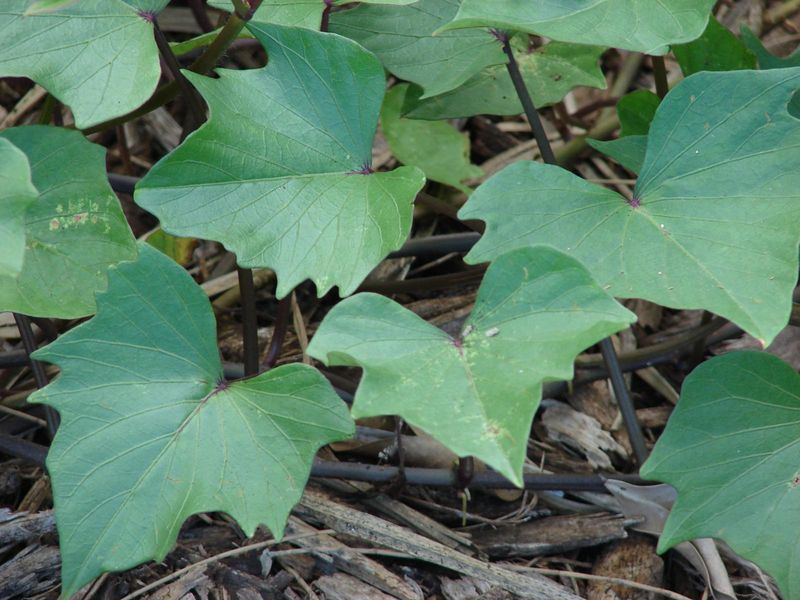 Avoid Overfeeding With Nitrogen