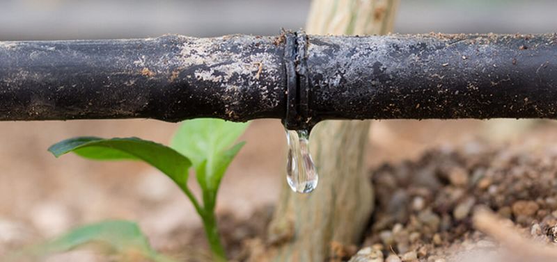 Avoid Overhead Watering