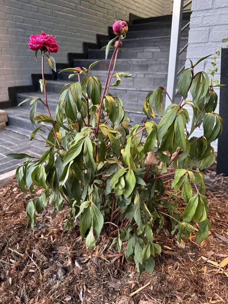 Avoid Overhead Watering
