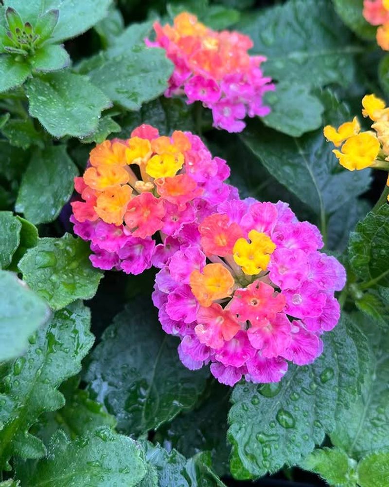 Avoid Overwatering During Hot Weather