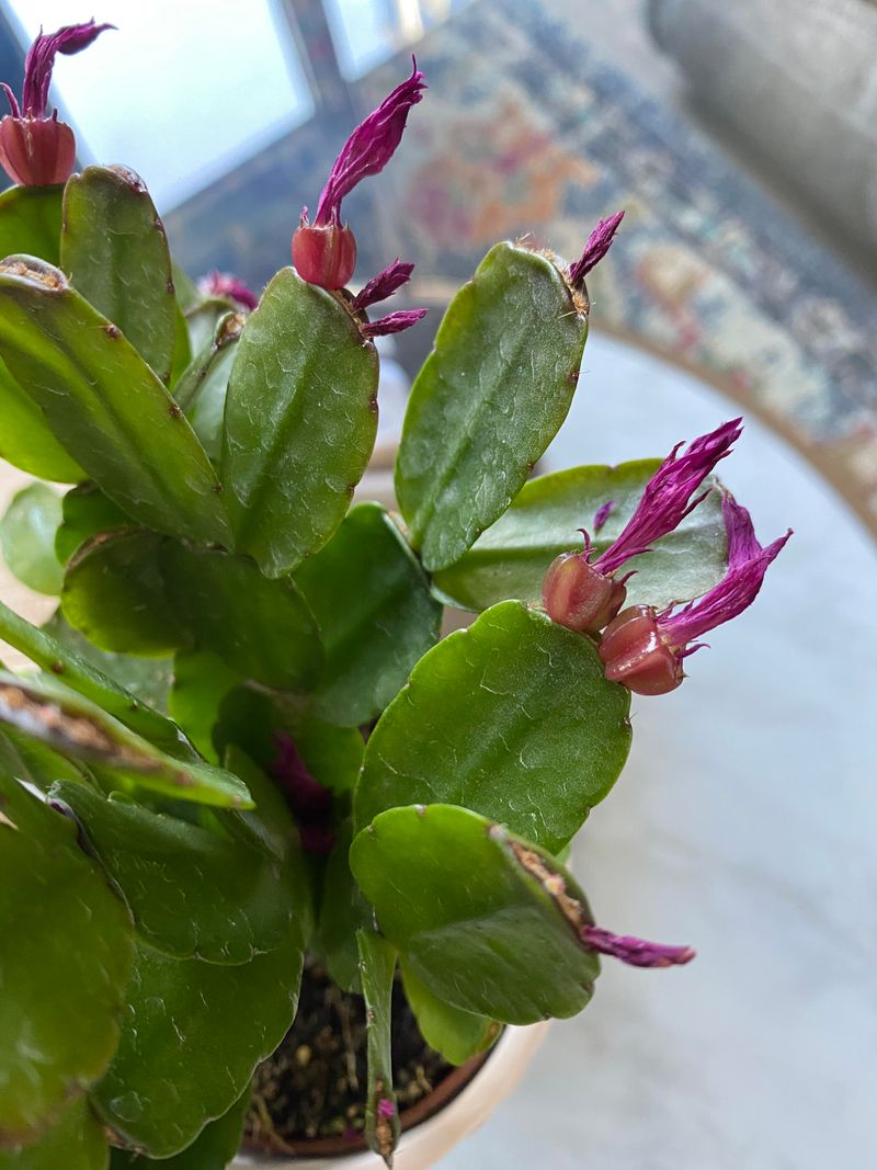 Avoid Overwatering The Soil