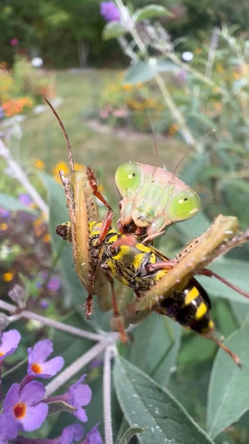 Avoid Pesticides