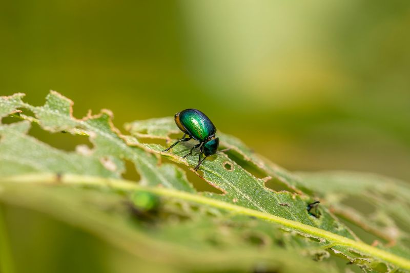 Avoid Pheromone Traps As They Attract More Beetles Than They Catch