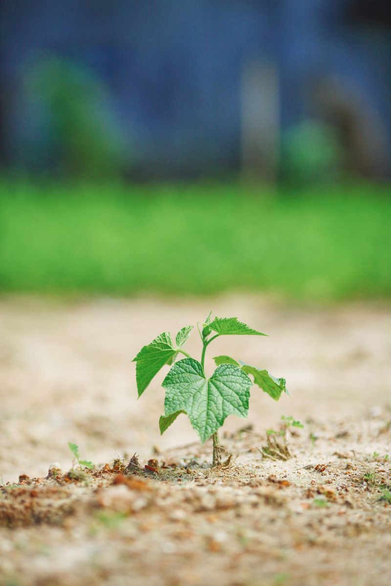 Avoid Planting All At Once, Succession Plant Every Two Weeks