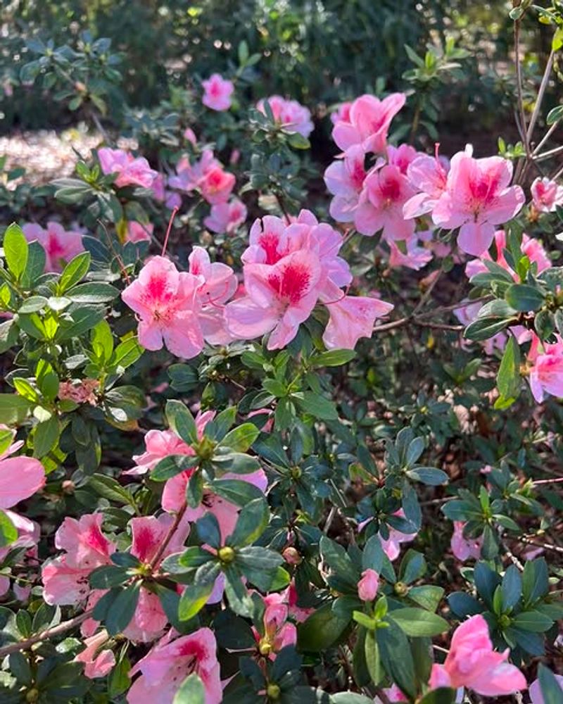 Avoid Pruning Azaleas Once They Start Setting Flower Buds Avoid Pruning Azaleas Once They Start Setting Flower Buds