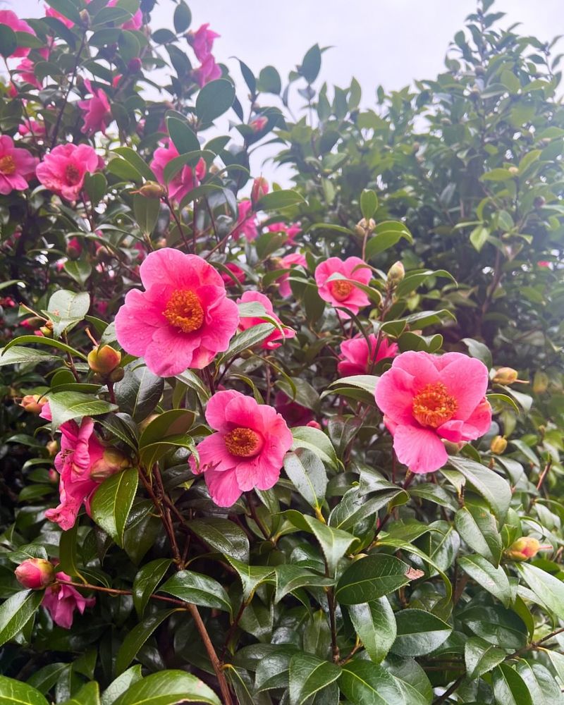 Avoid Pruning Once Flower Buds Begin Forming