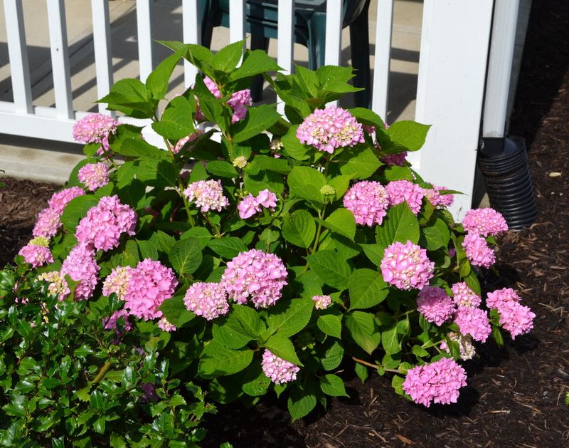Avoid Pruning Or Feeding In Extreme Heat