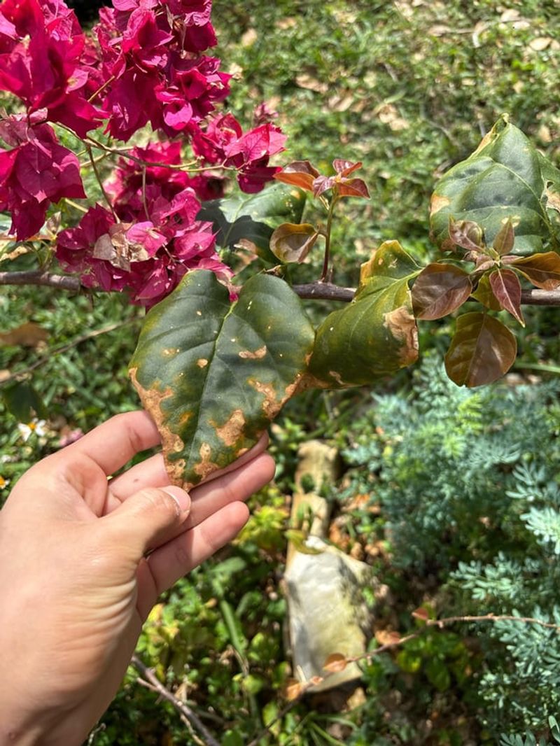 Avoid Pruning Right Before A Heat Wave
