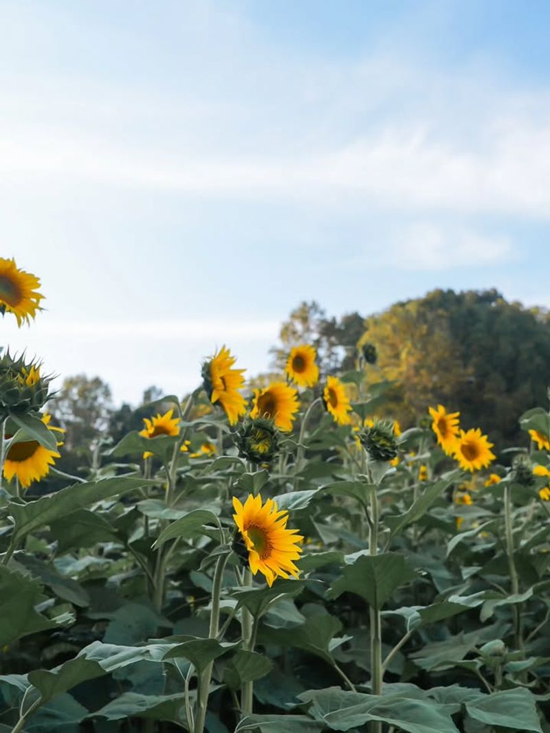 Avoid Rich Soil That Pushes Flop